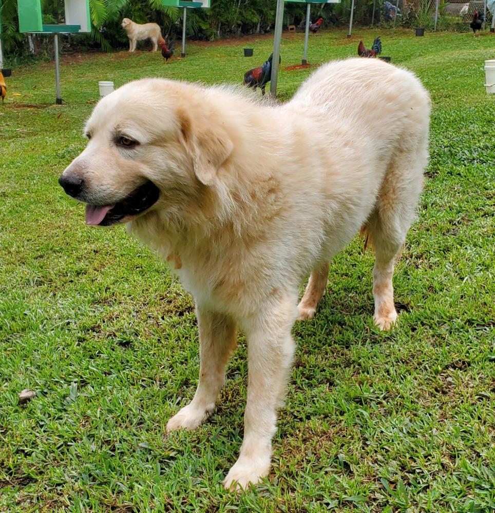 Image of BUDDY, Lost Dog