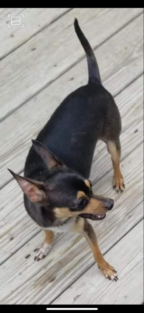 Image of Titere, Lost Dog