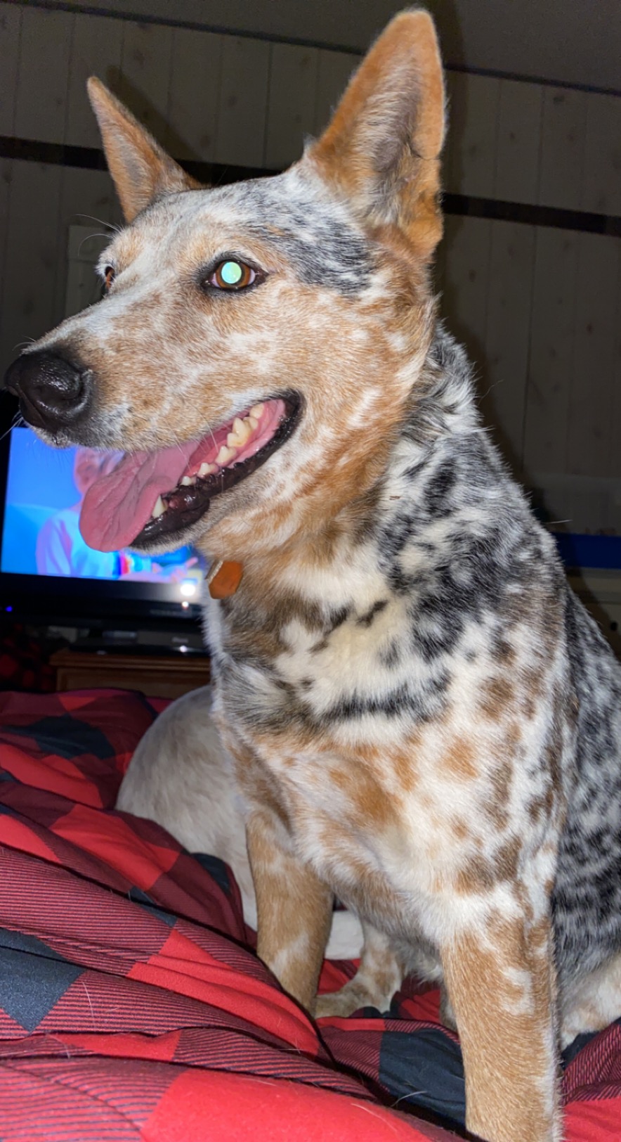 Image of Roan, Lost Dog