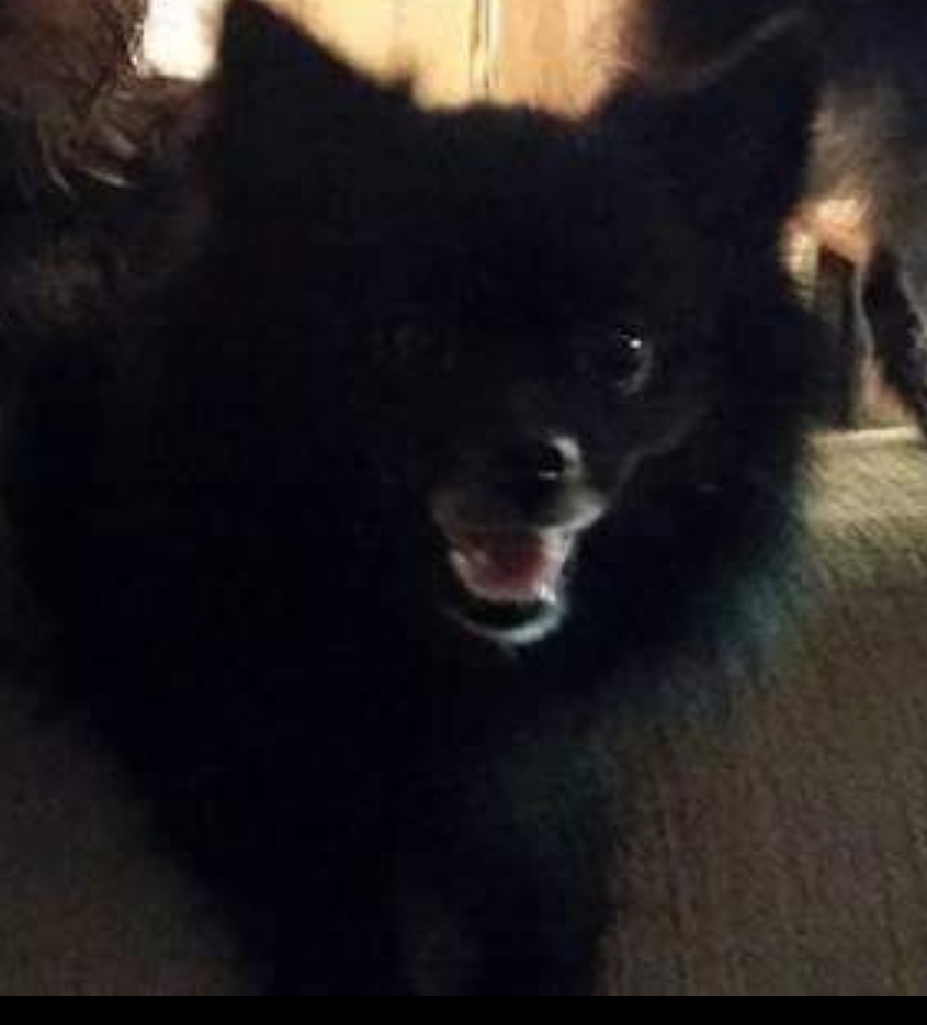 Image of Jolly, Lost Dog
