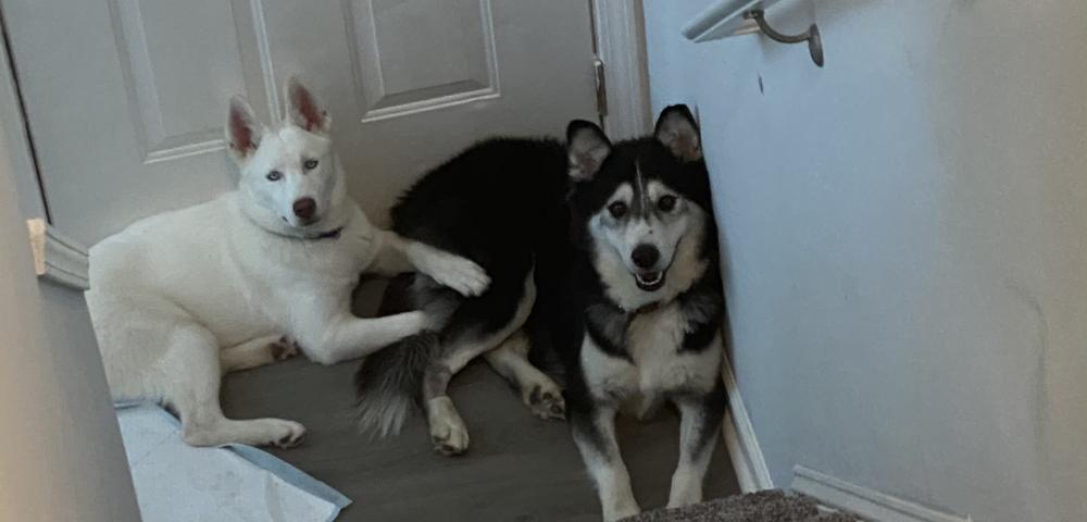 Image of Lobito and Zeus Solis, Lost Dog