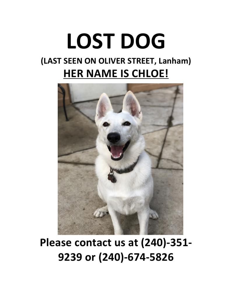 Image of Chloe, Lost Dog
