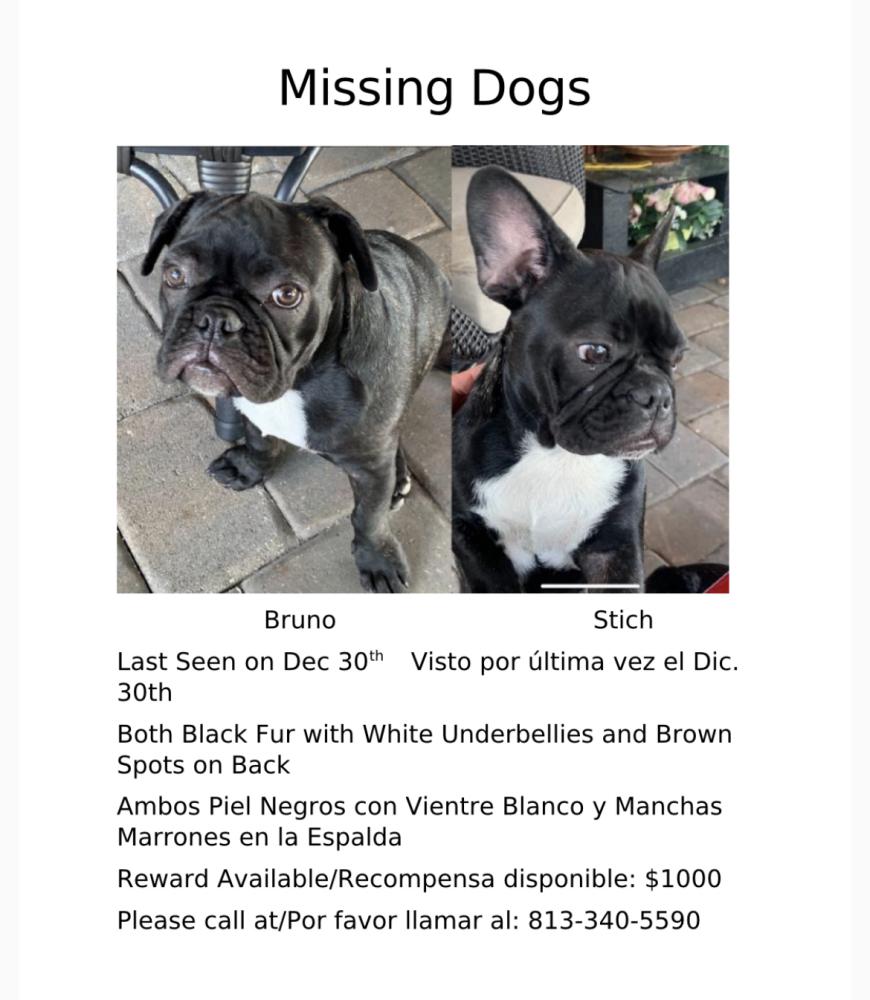 Image of bruno, Lost Dog