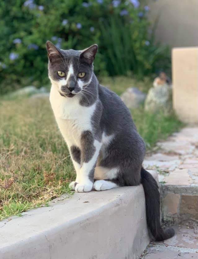 Image of Chilly, Lost Cat