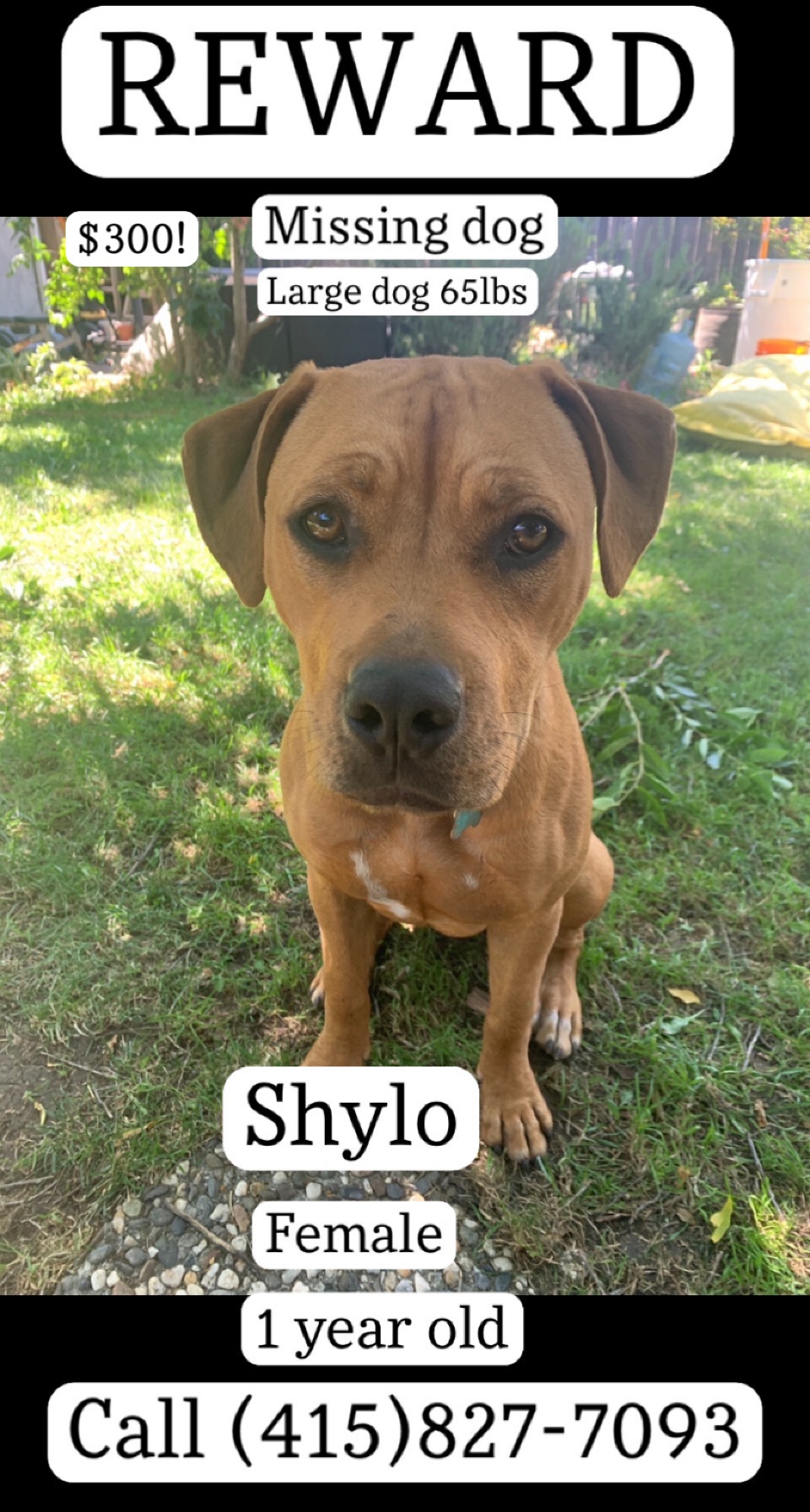 Image of Shylo, Lost Dog