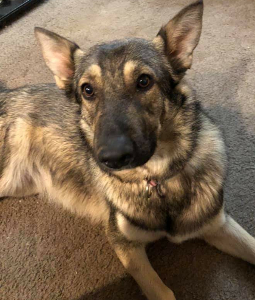 Lost Dog German Shepherd in SANTA FE, NM - Lost My Doggie