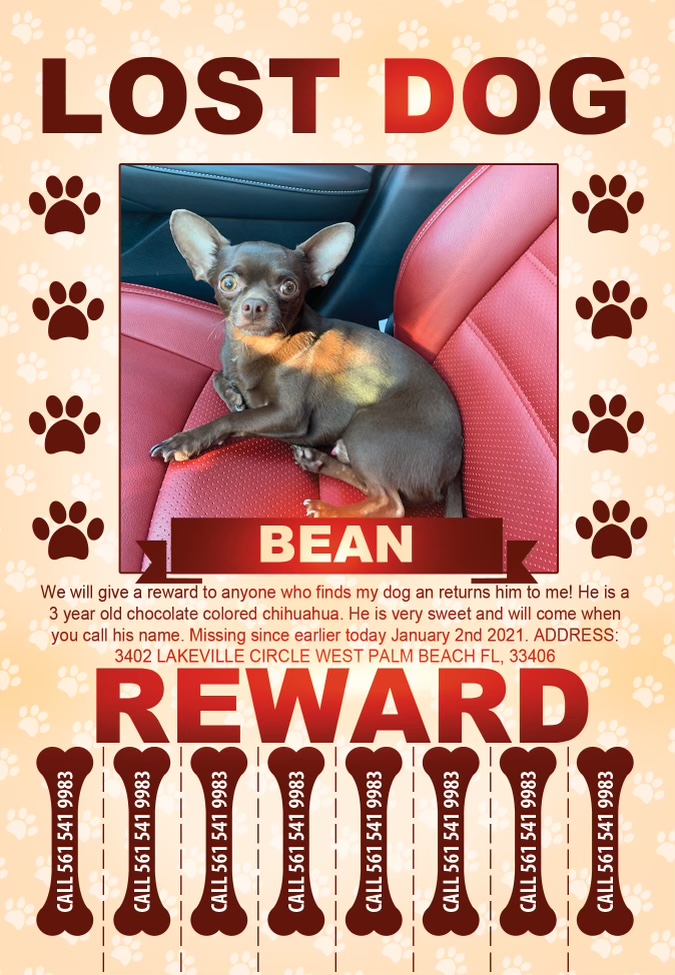 Image of Bean, Lost Dog
