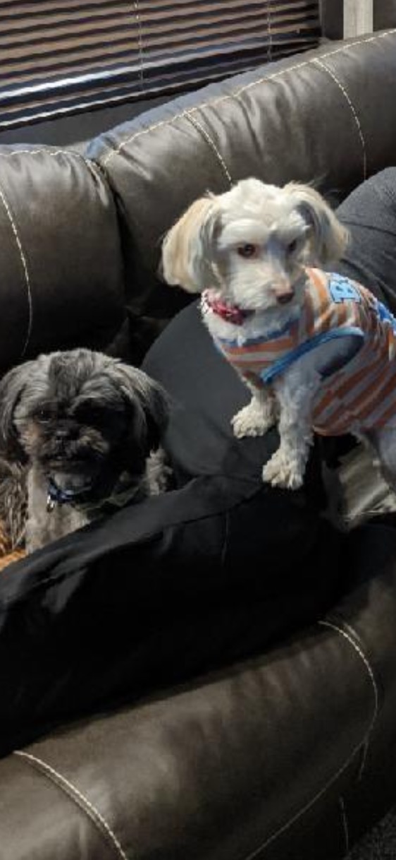 Image of Coco and Brodie, Lost Dog