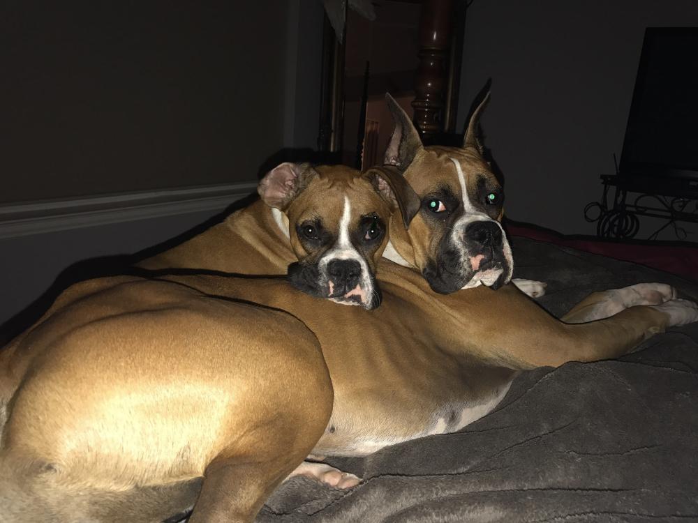 Image of Bella and Odin, Lost Dog