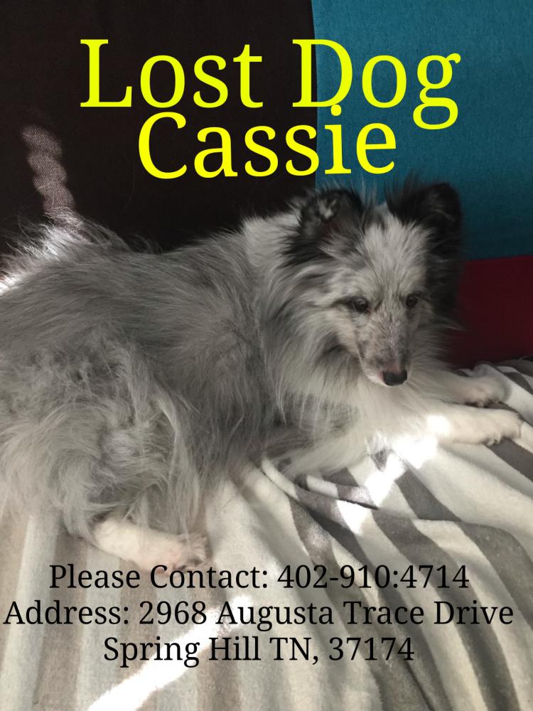 Image of Cassie, Lost Dog