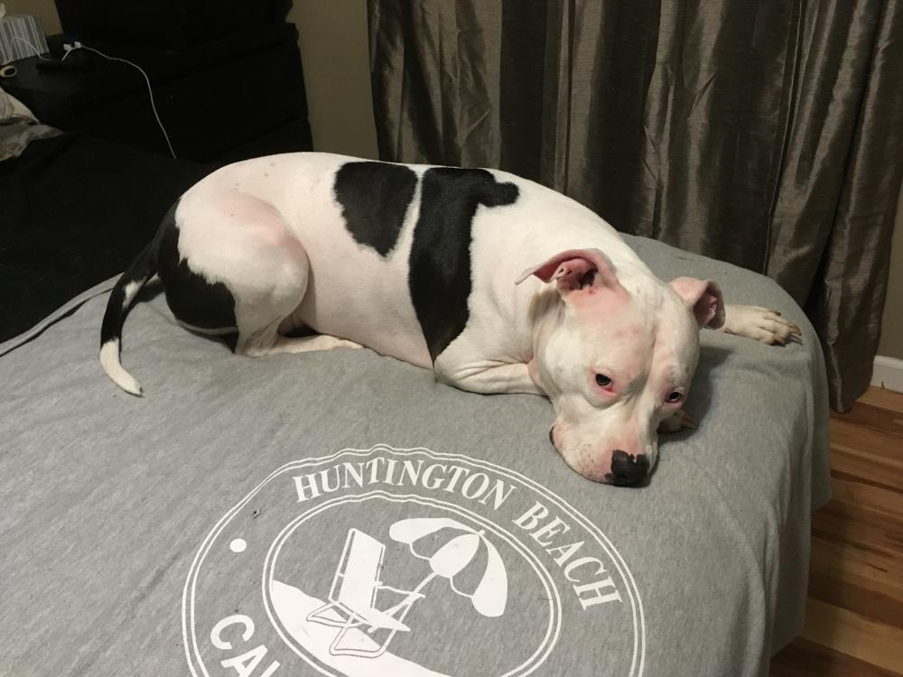 Lost Dog Pit Bull in SAN DIEGO, CA - Lost My Doggie