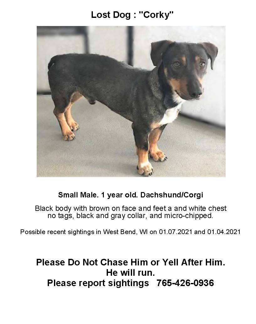 Image of Corky, Lost Dog