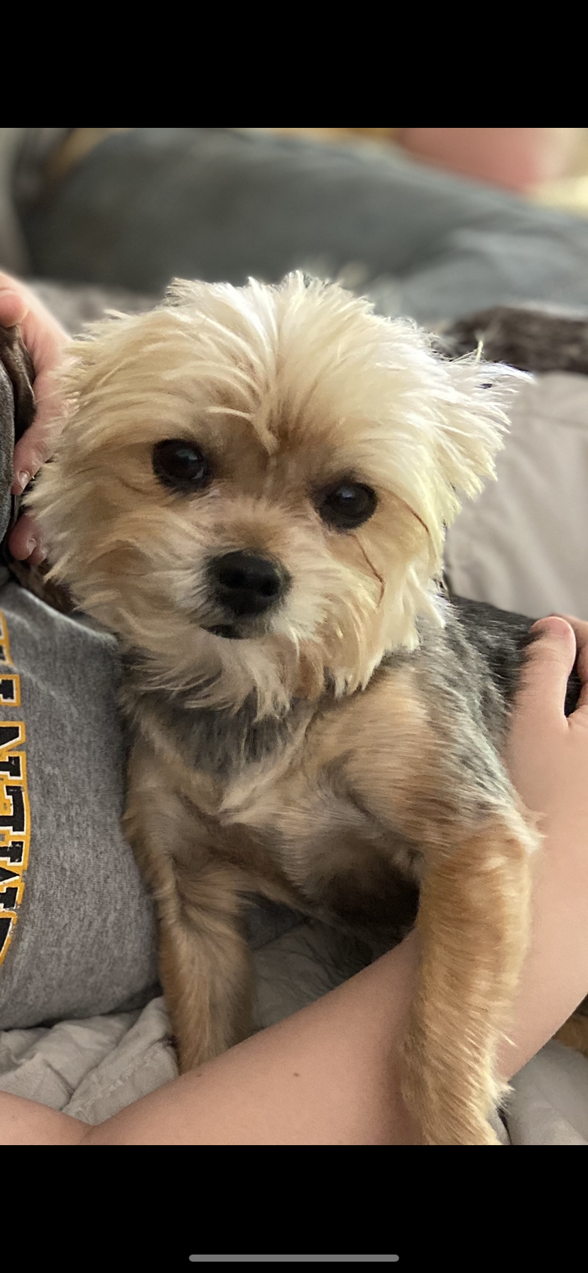 Image of Lou, Lost Dog