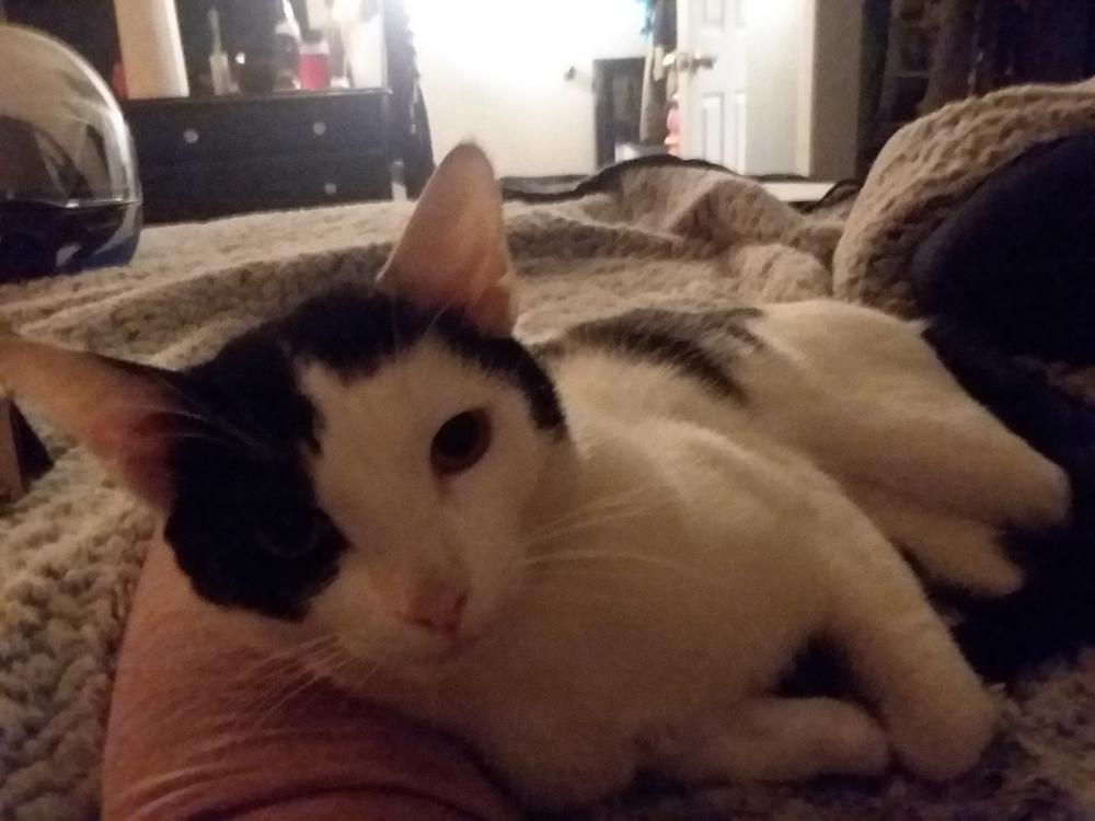 Image of MooCow, Lost Cat