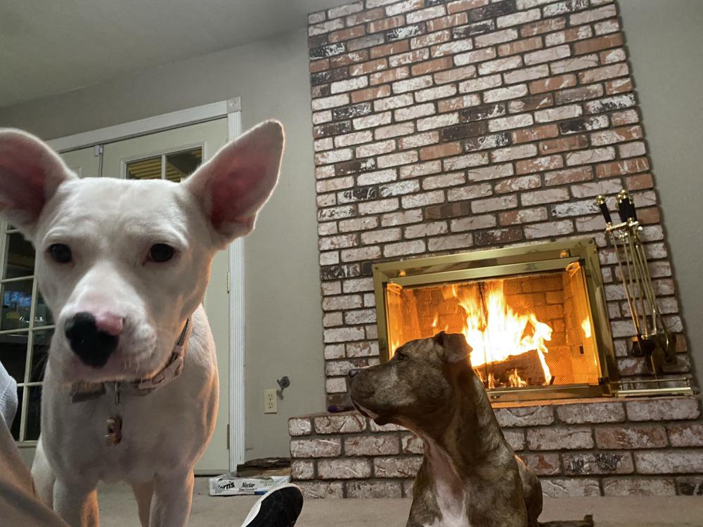 Image of Tank and cotton, Lost Dog