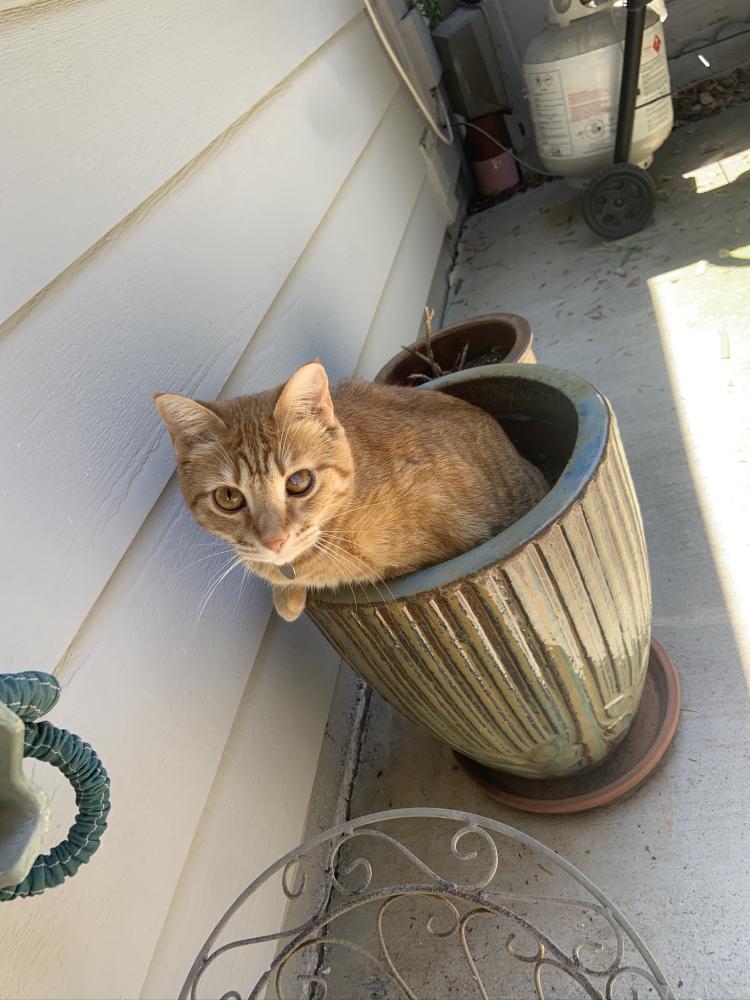 Image of Tiger lily “tiger”, Lost Cat