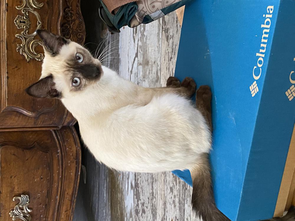 Image of Pearl, Lost Cat
