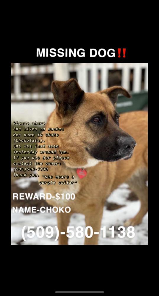 Image of Choko (Chokolata), Lost Dog