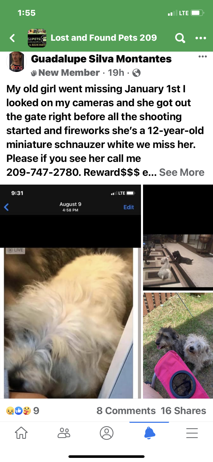 Image of Howlee, Lost Dog