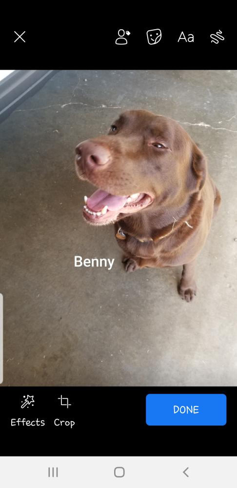 Image of Benny, Lost Dog