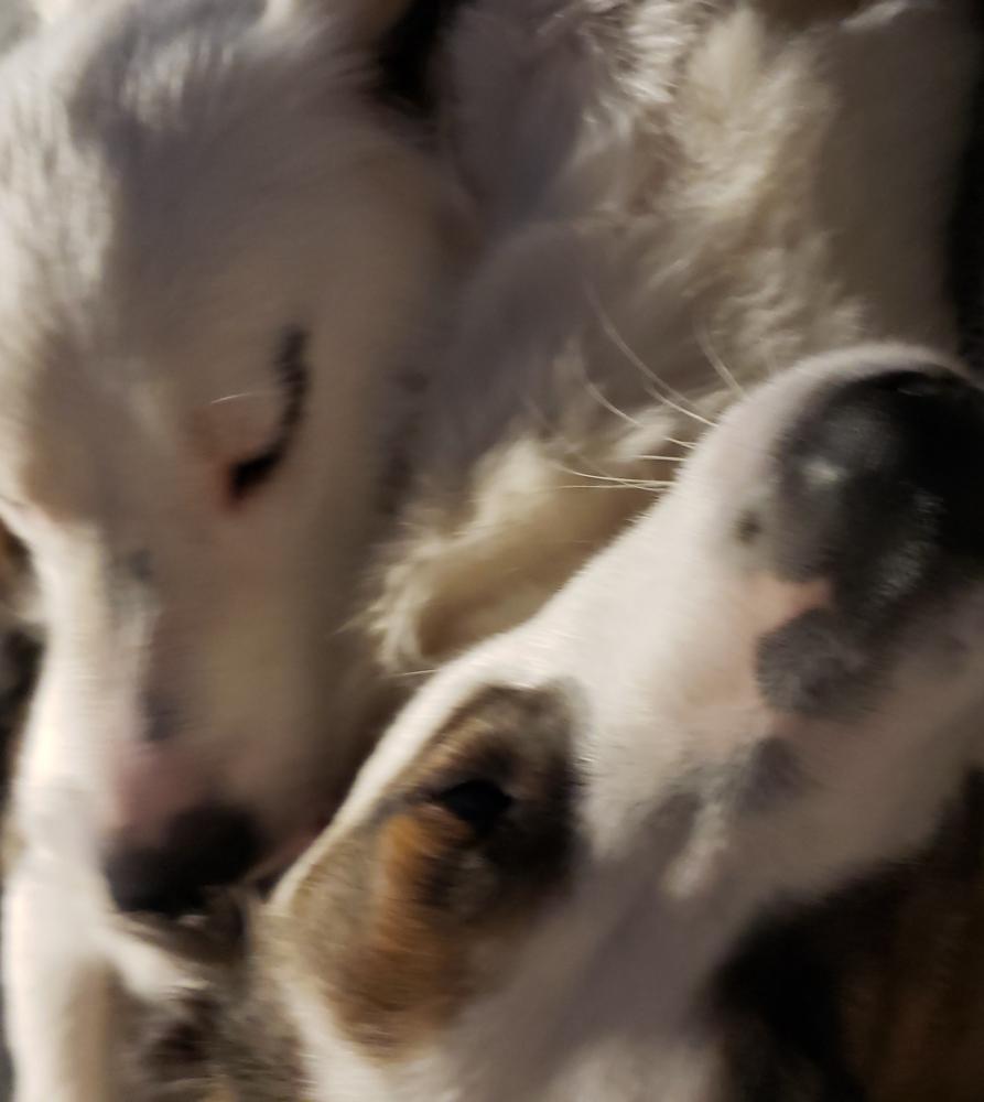 Image of Sophie & Charli, Lost Dog