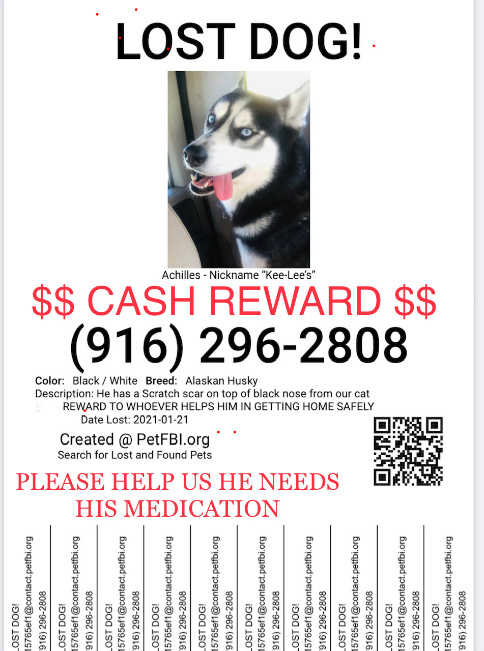 Image of Achilles, Lost Dog