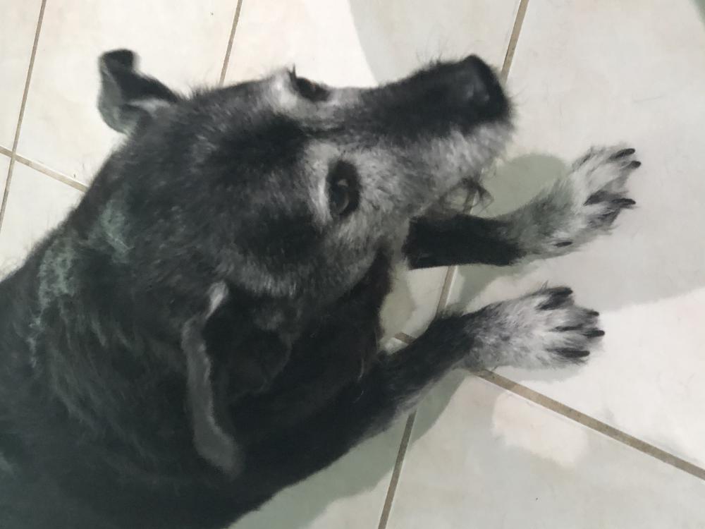 Image of Madison, Lost Dog