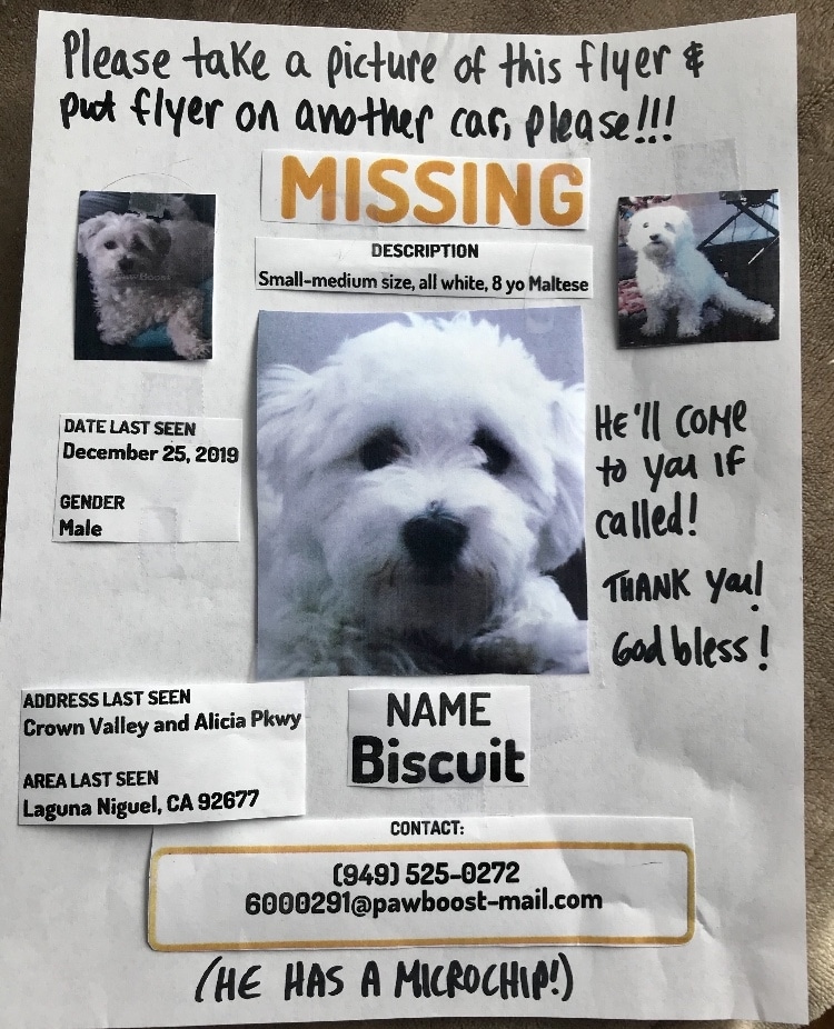 Image of biscuit, Lost Dog
