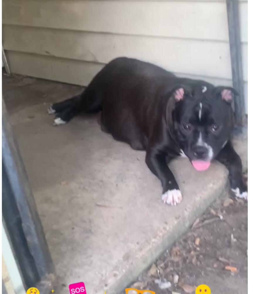 Image of Roxsie, Lost Dog