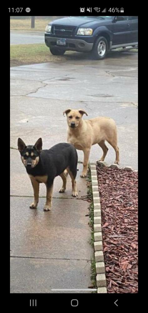 Image of Rocky and Lola, Lost Dog