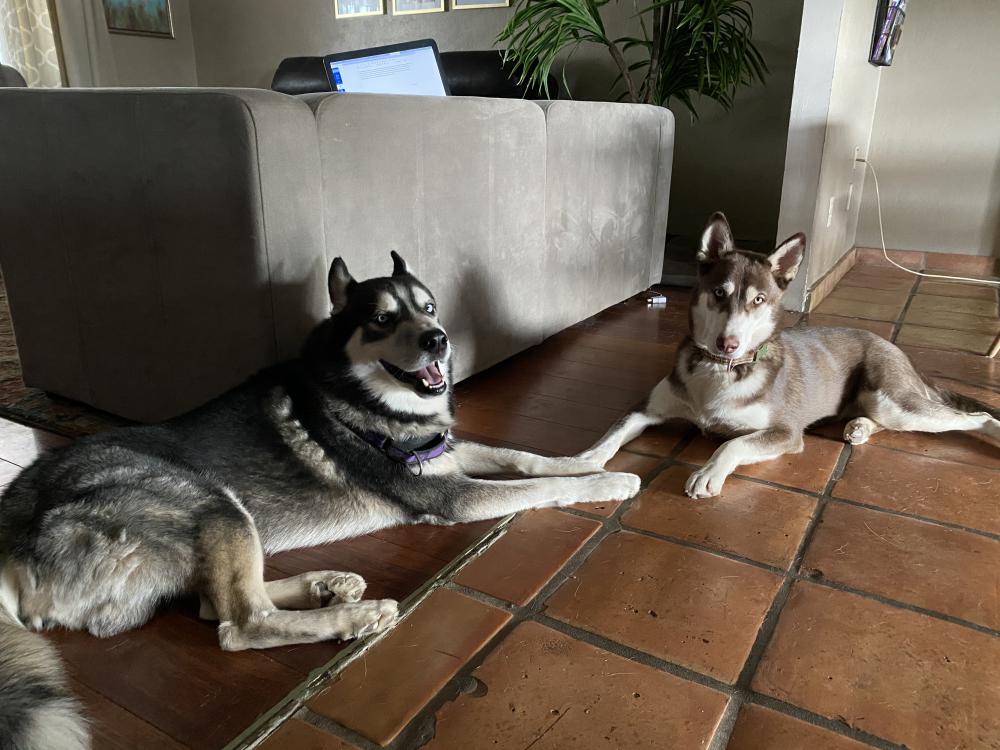 Image of Blue and Pepper, Lost Dog