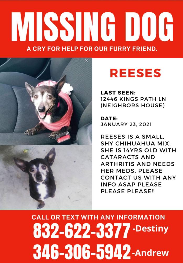 Image of Reeses, Lost Dog