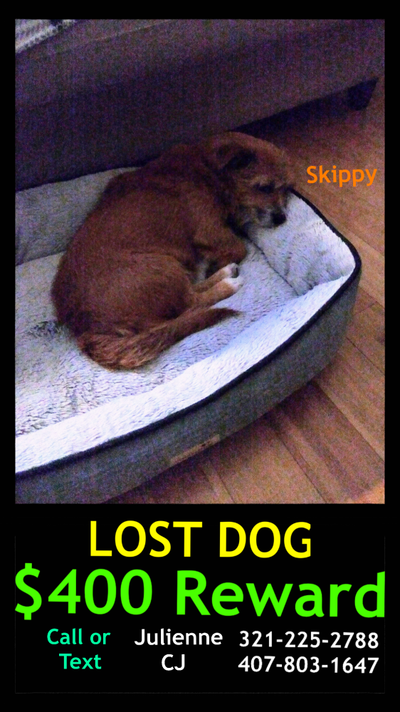 Image of Skippy, Lost Dog