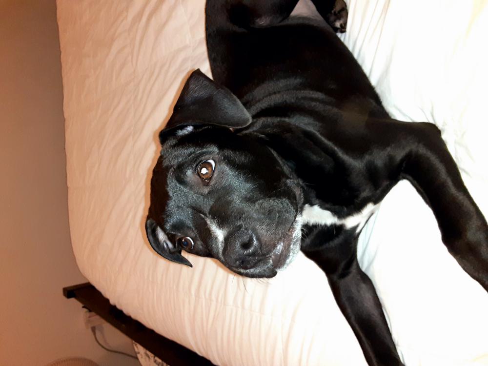 Image of Mac black puppy, Lost Dog