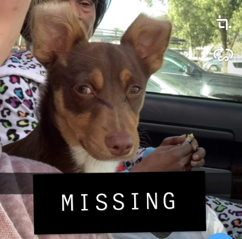 Image of Puppie, Lost Dog