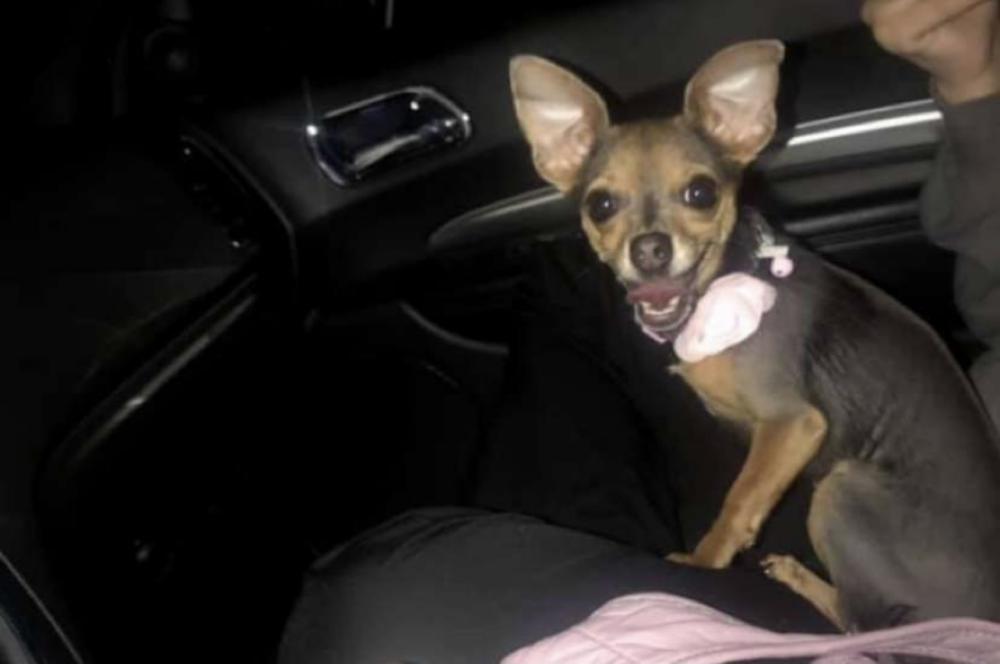 Image of Dutches, Lost Dog