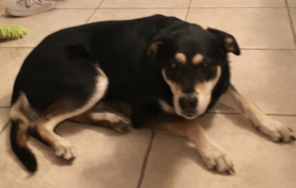 Image of Coraline, Lost Dog