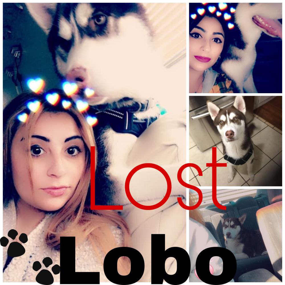 Image of Lobo, Lost Dog