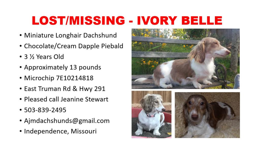 Image of Ivory Belle, Lost Dog