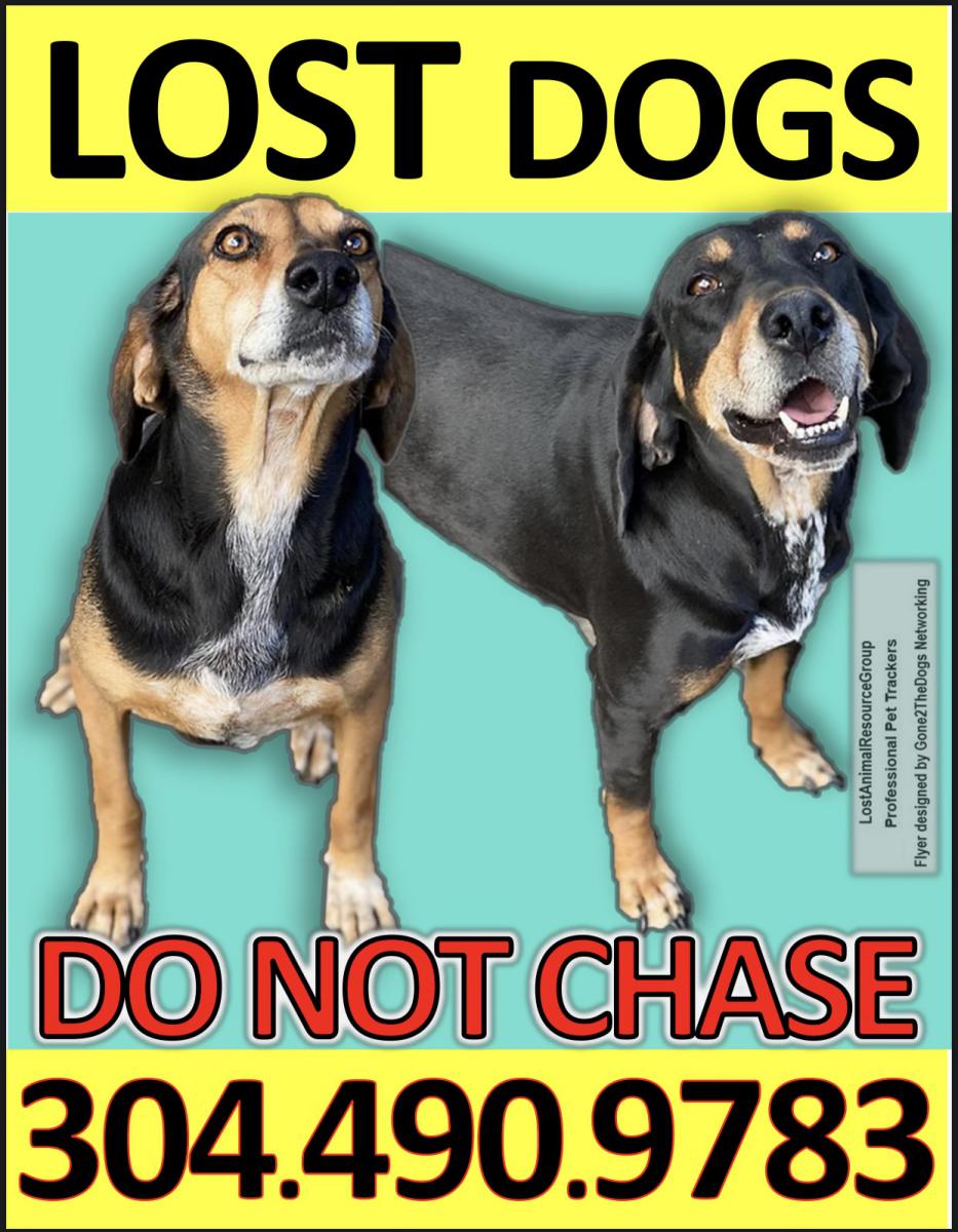 Image of Cassie&Bailey, Lost Dog