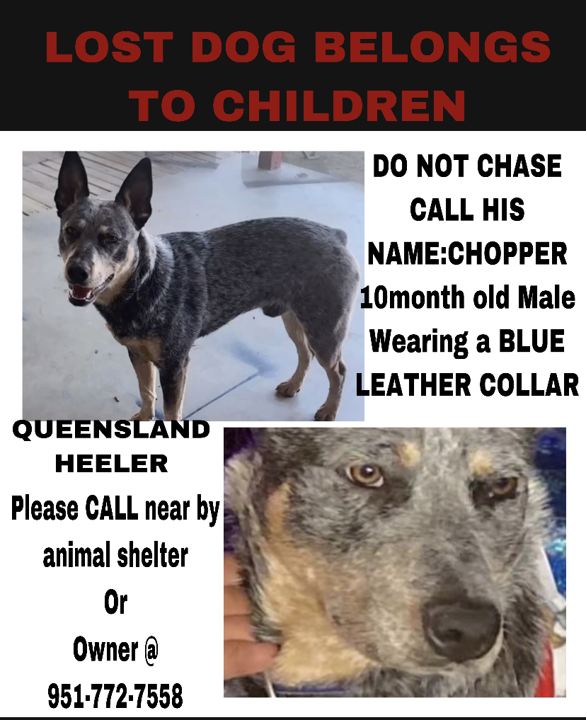 Image of Chopper, Lost Dog