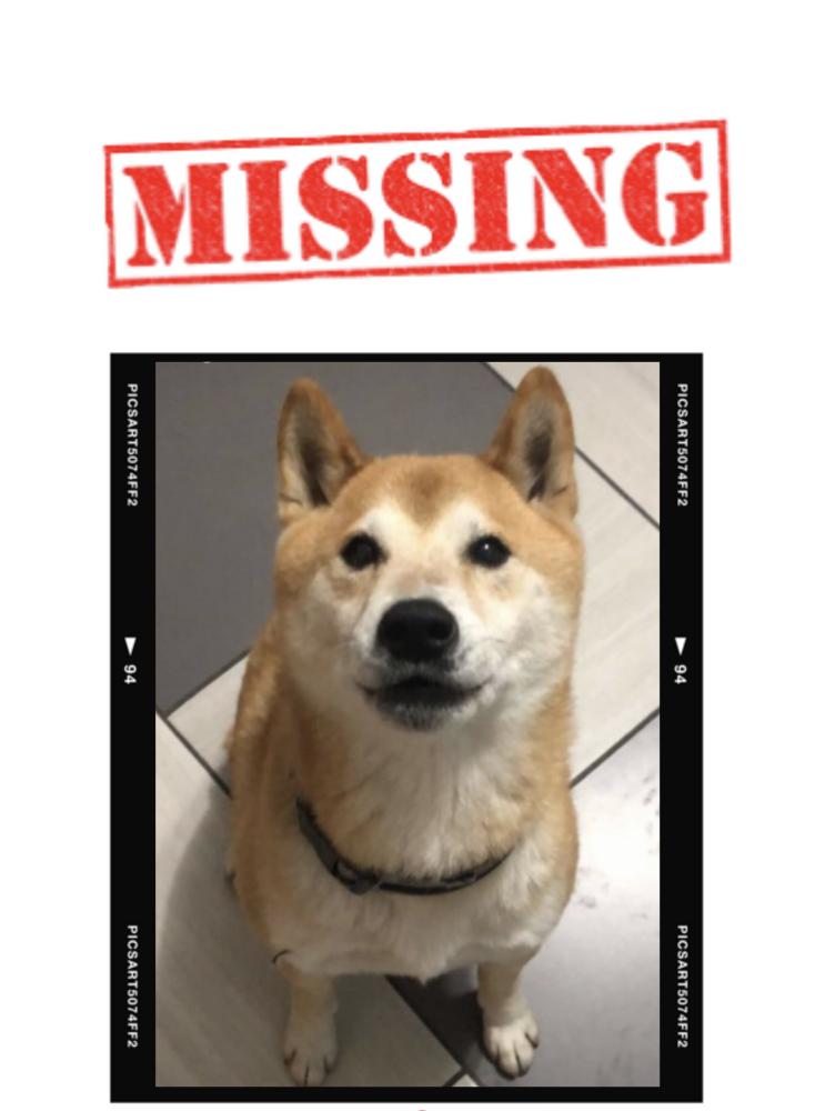 Image of Gucci, Lost Dog