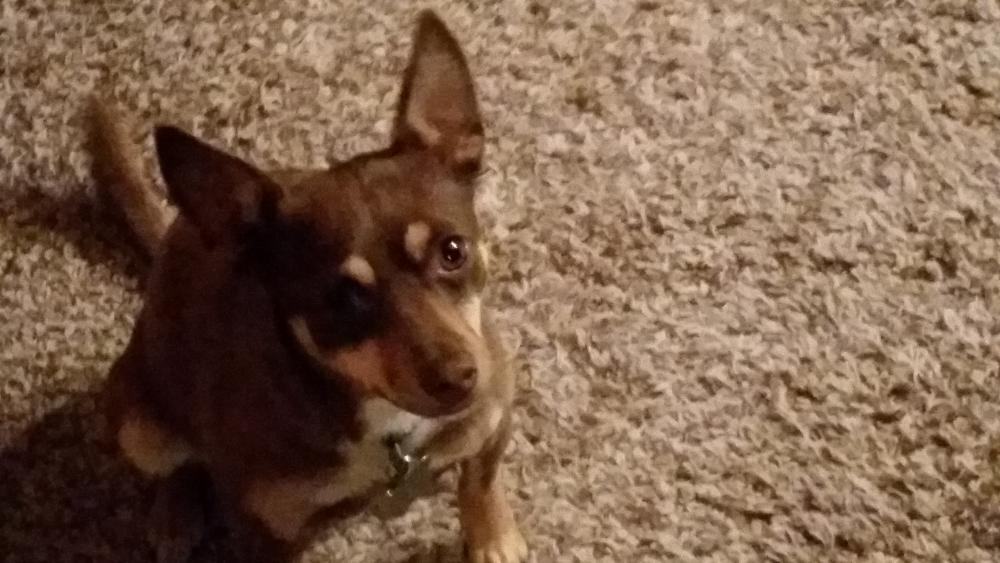 Image of zoey, Lost Dog