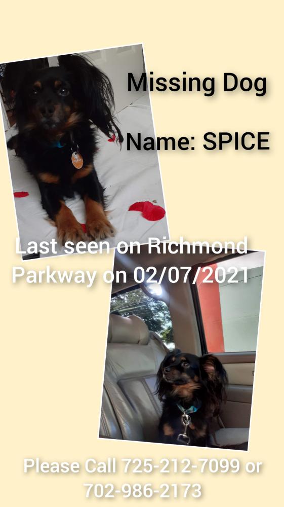Image of Spice, Lost Dog