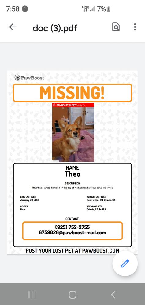 Image of THEO, Lost Dog