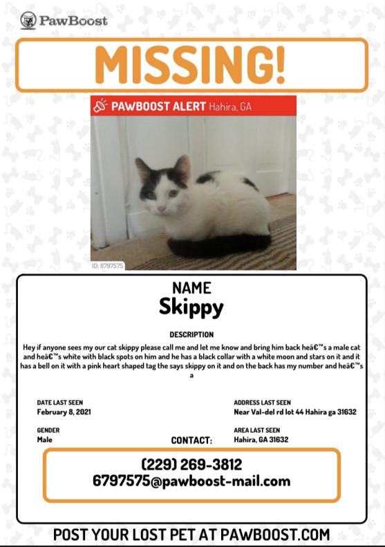 Image of Skippy, Lost Cat