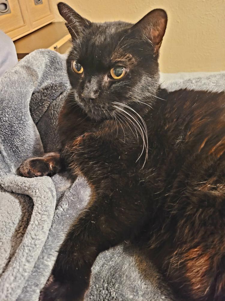 Image of Fat Black, Lost Cat