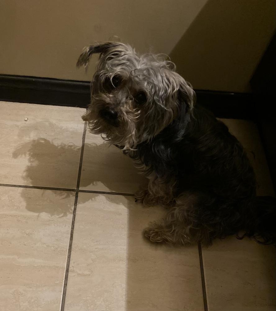 Image of Eazy, Lost Dog