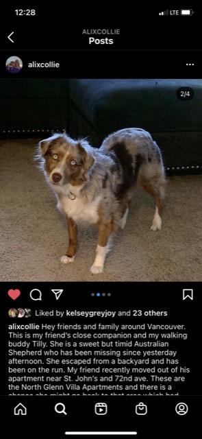 Image of Tilly, Lost Dog