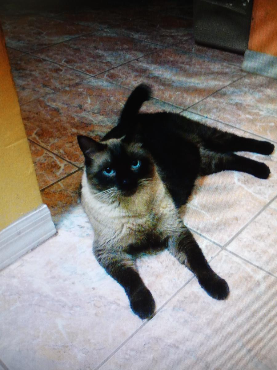 Image of Amistoso, Lost Cat